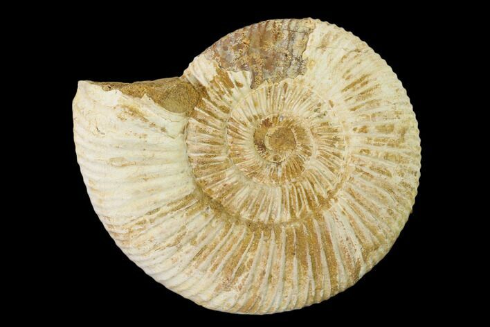 Jurassic Ammonite (Perisphinctes) Fossil - Madagascar #152782